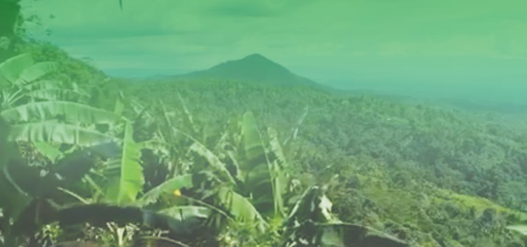 Premium Bio-Kaffee Mount Hagen