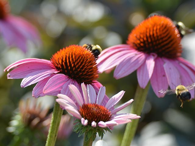 Echinacea