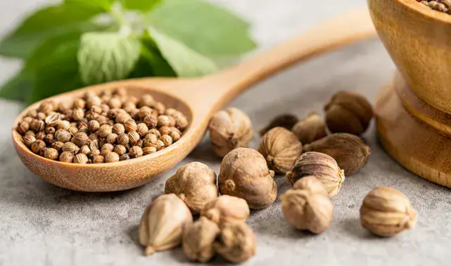 Bio Power mit Brecht